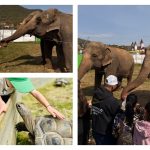 Zoo Park Romania vine pentru prima data la Zalau o experienta unica hraneste un elefant real