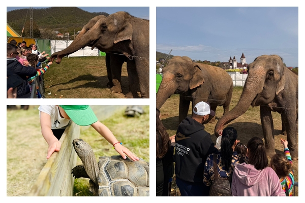 Zoo Park Romania vine pentru prima data la Zalau o experienta unica hraneste un elefant real