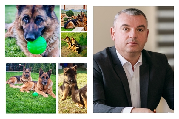 Cum devine un caine parte din familie Mesajul viceprimarului din Zalau de Ziua Internationala a Cainilor