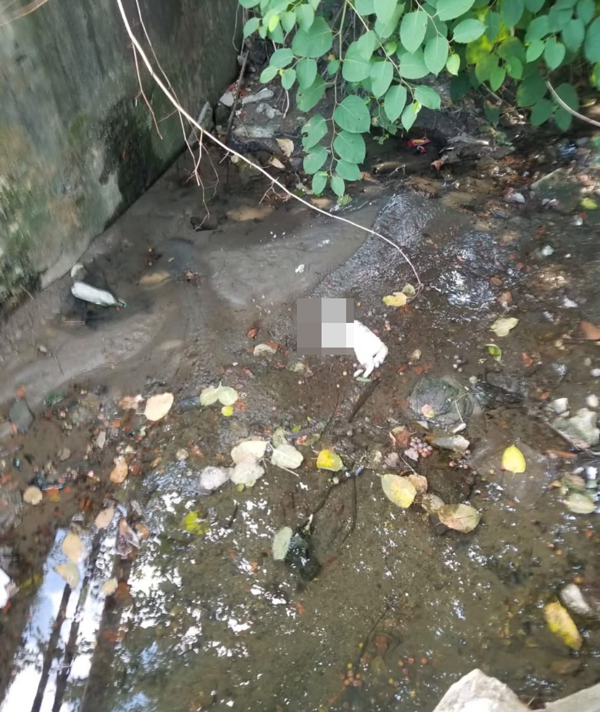 Pisici abandonate si decedate in Valea Zalauului Reactii de indignare in spatiul online