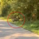 VIDEO Un urs suprins pe marginea unui drum dintr un sat salajean