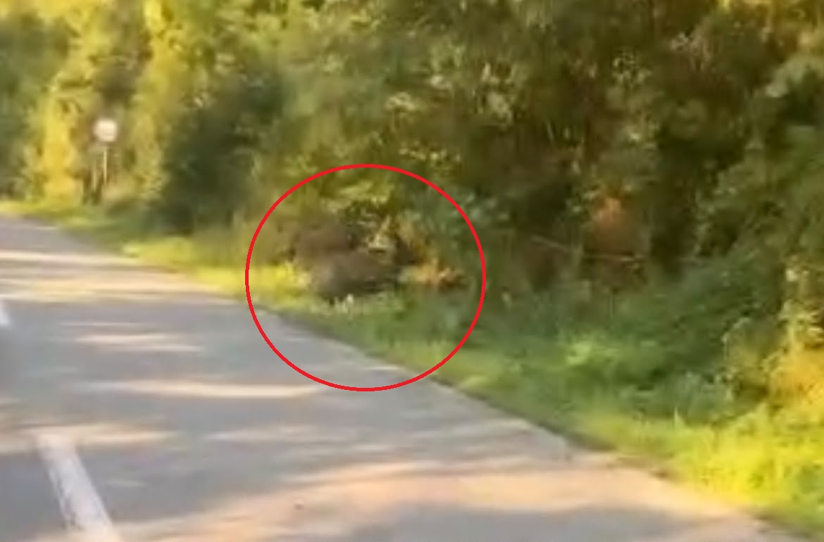 VIDEO Un urs suprins pe marginea unui drum dintr un sat salajean