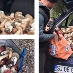 Culegătorii din Sălaj au făcut senzație pe internet. Mașină plină de hiribe