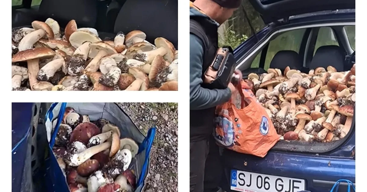 Culegătorii din Sălaj au făcut senzație pe internet. Mașină plină de hiribe